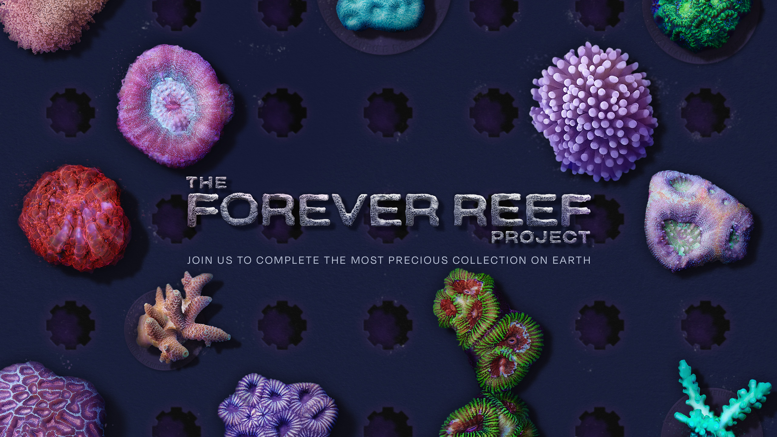 The Forever Reef Project. Port Douglas Tours. Low Isles.